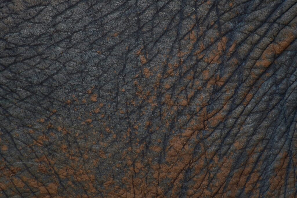 leather jacket grain closeup